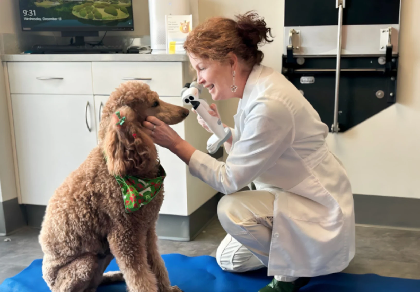 Doctor Checking Dog's Eyes